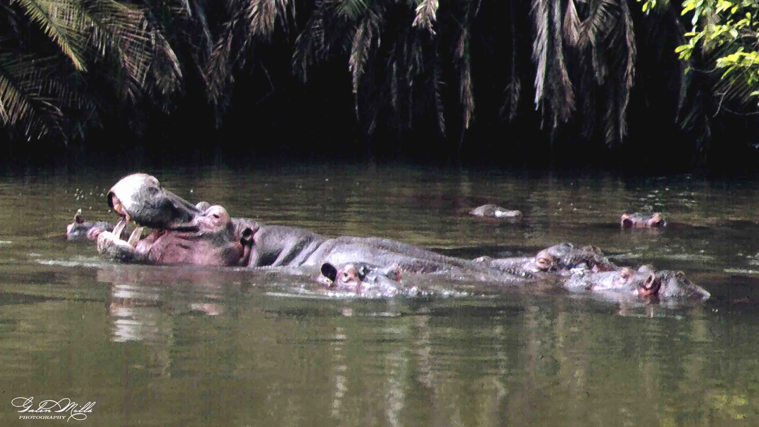 A group of hippopotamuses partially submerged in water with some their heads and mouths visible, surrounded by dense, dark green foliage.