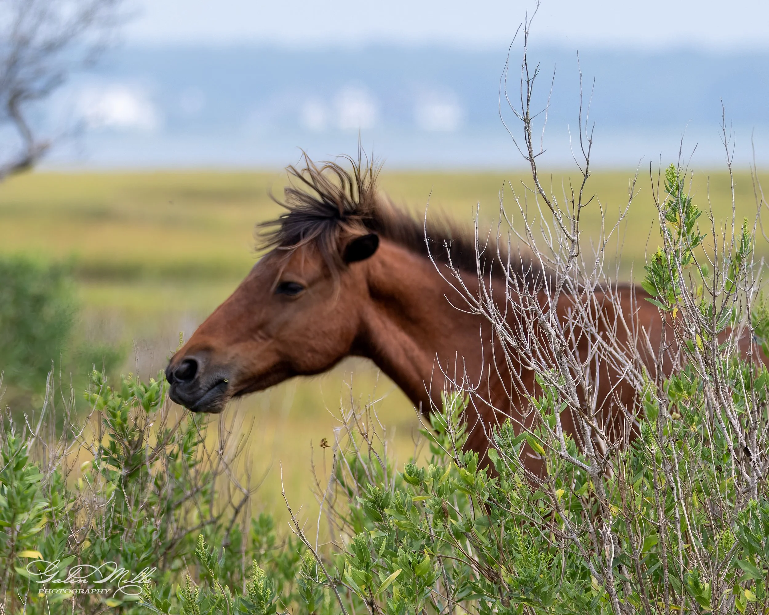Brown horse standing among green shrubs in a field, with blurred background of grassland and distant trees.