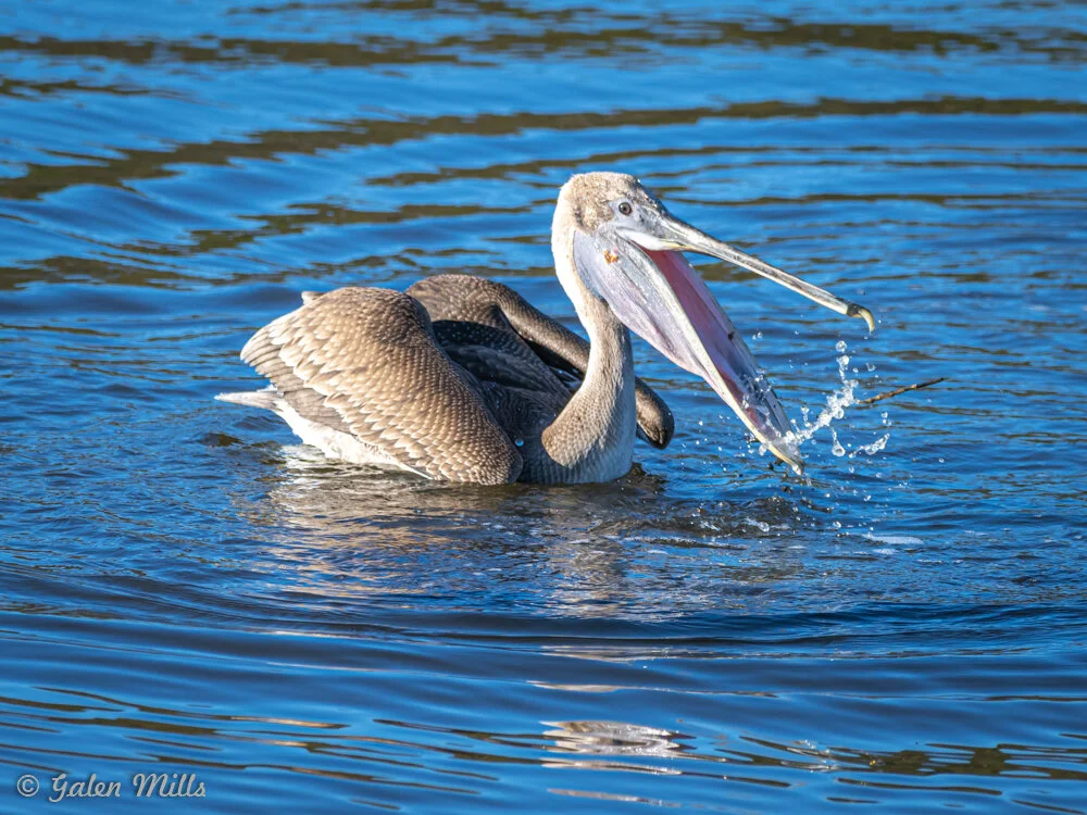 Pelican catching a fish in a lake with water splashing
