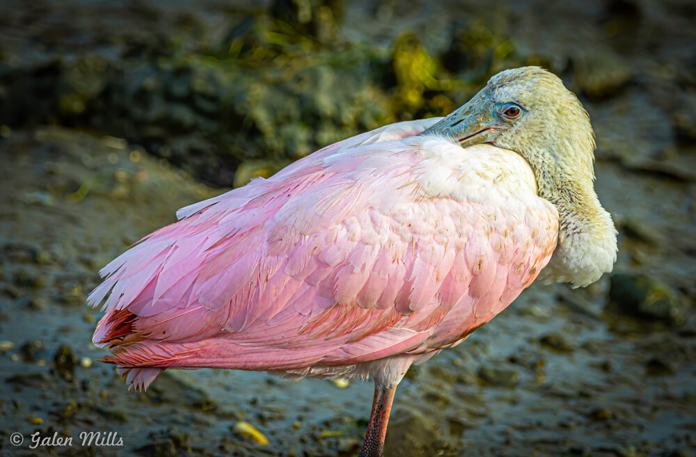 Pink roseate spoonbill standing in a natural habitat.
