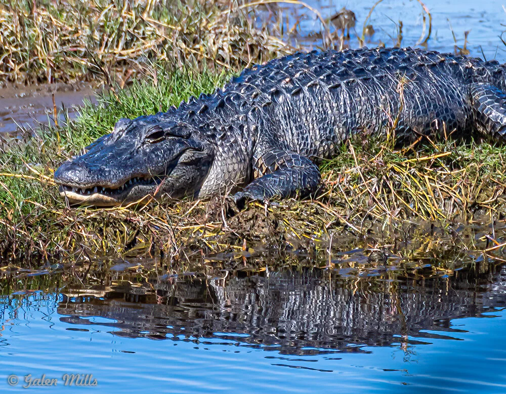 Alligator resting on grassy bank by water