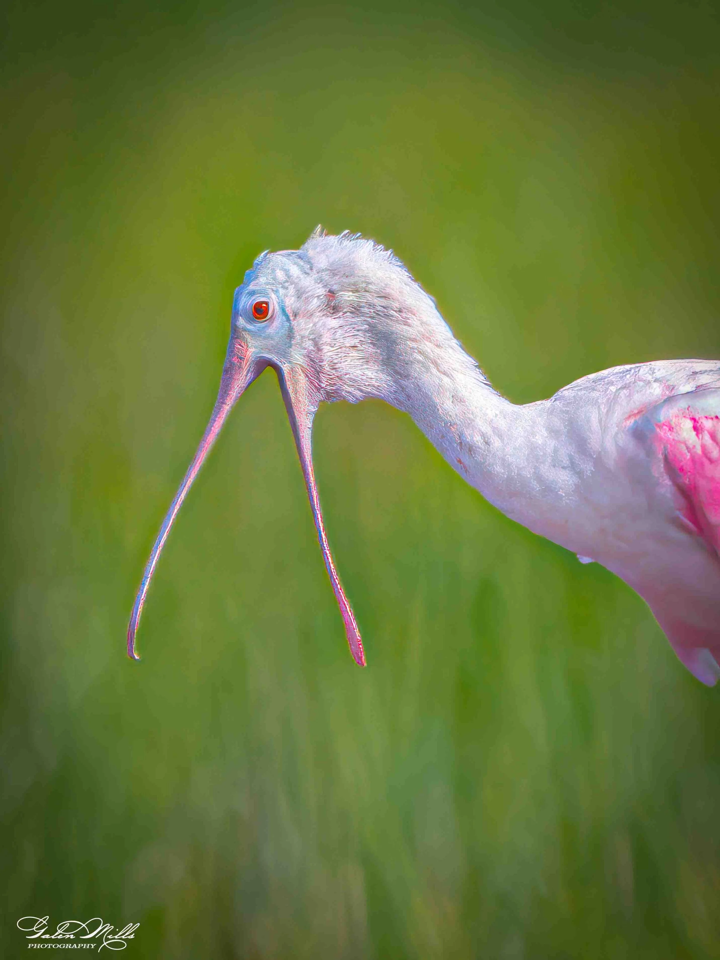 Avian Gallery-50.jpg