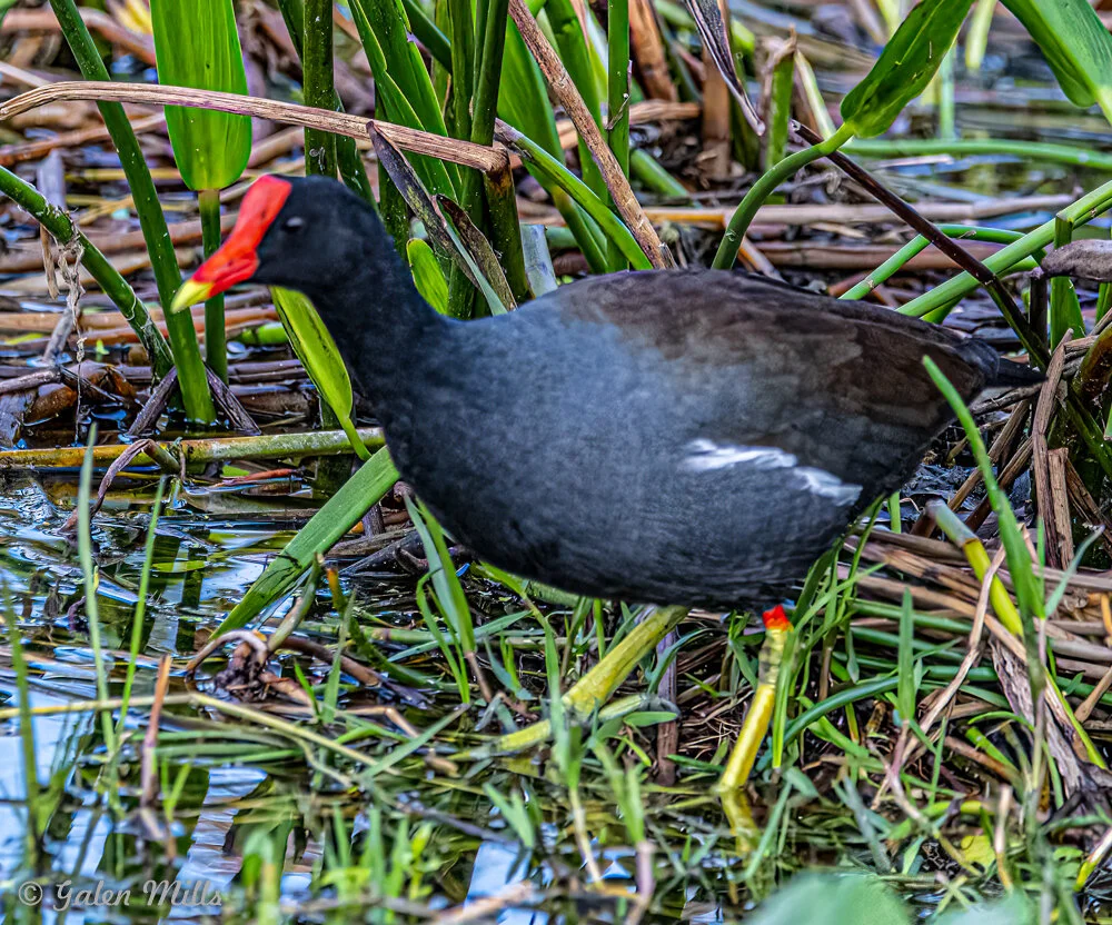 Common moorhen walking among reeds in a wetland habitat