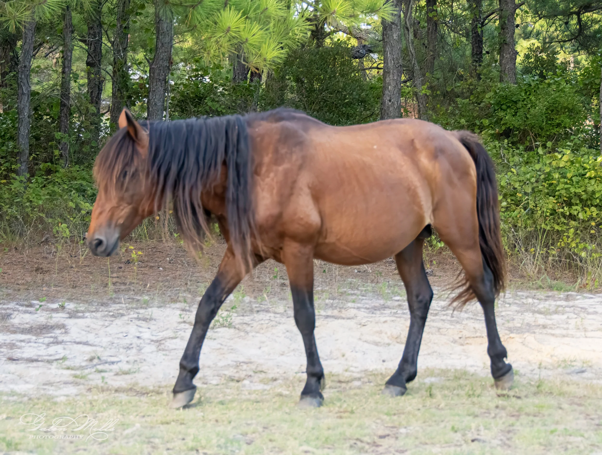 Brown horse walking in a wooded area with grass and trees in the background.