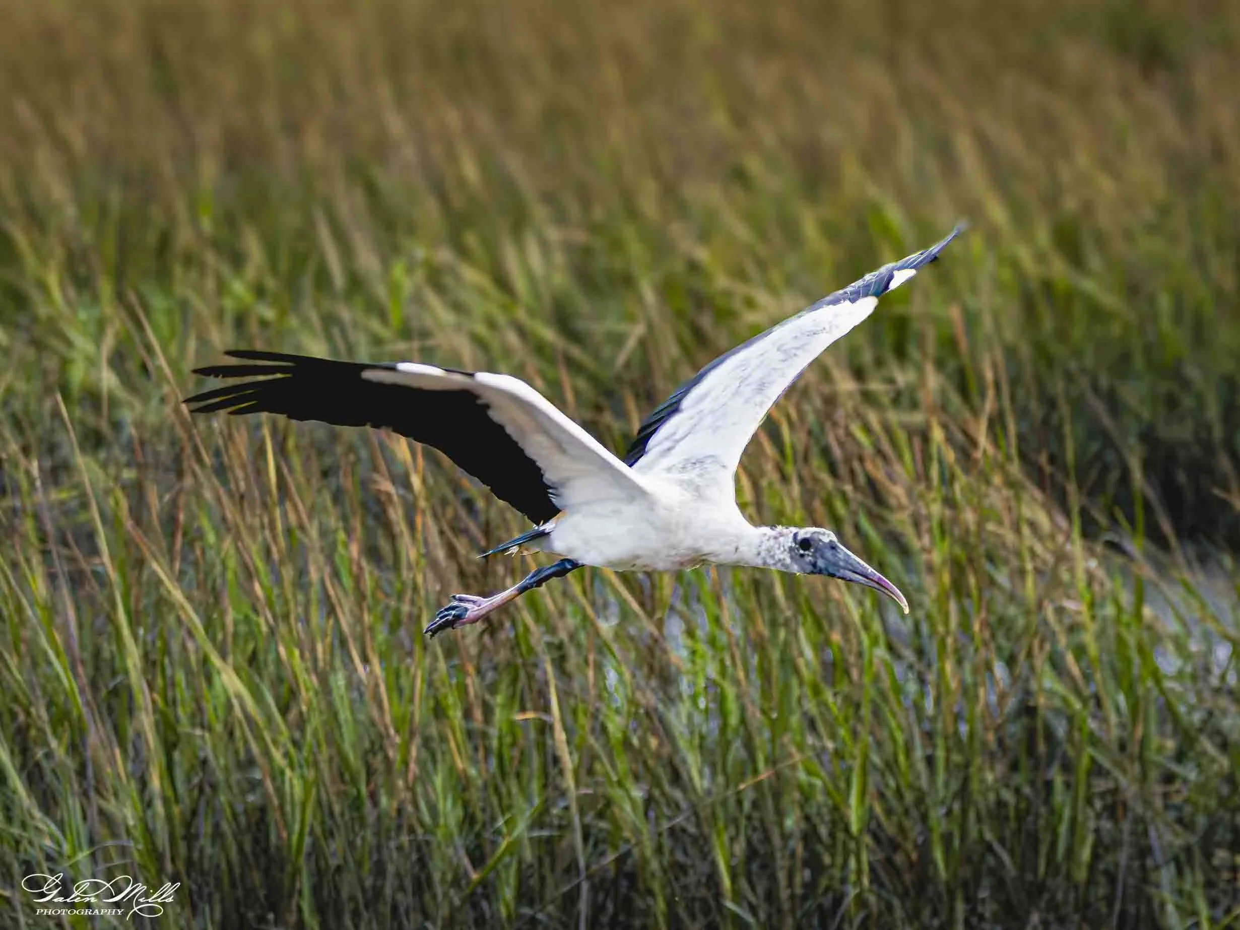 A stork flying over a grassy wetland area with tall green grass and reeds.