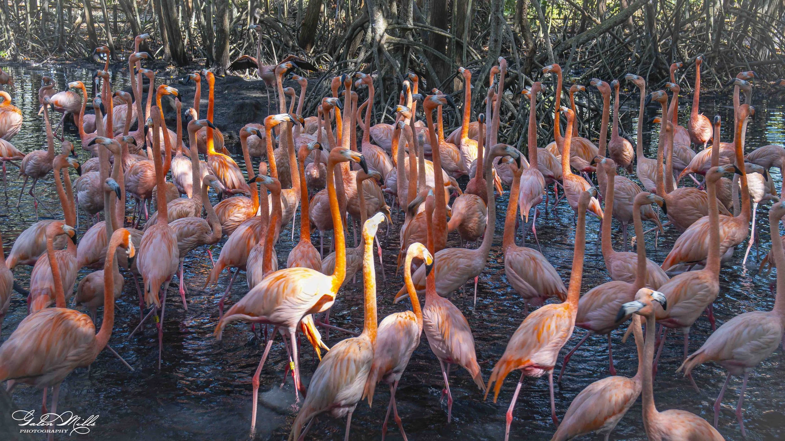 A large group of pink flamingos in a wetland area, with some standing on one leg and others wading in the water, surrounded by mangrove trees.