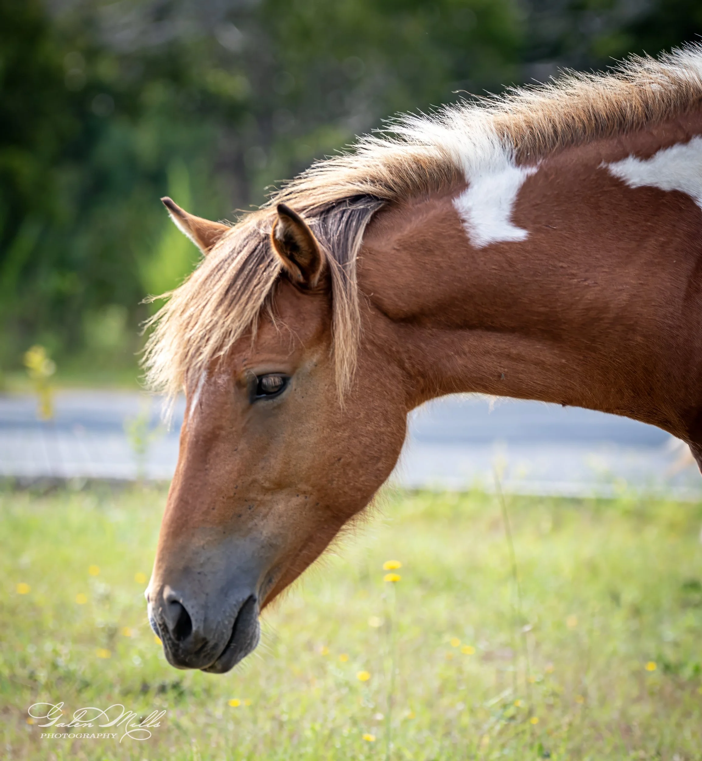 Brown and white horse grazing in a grassy field.