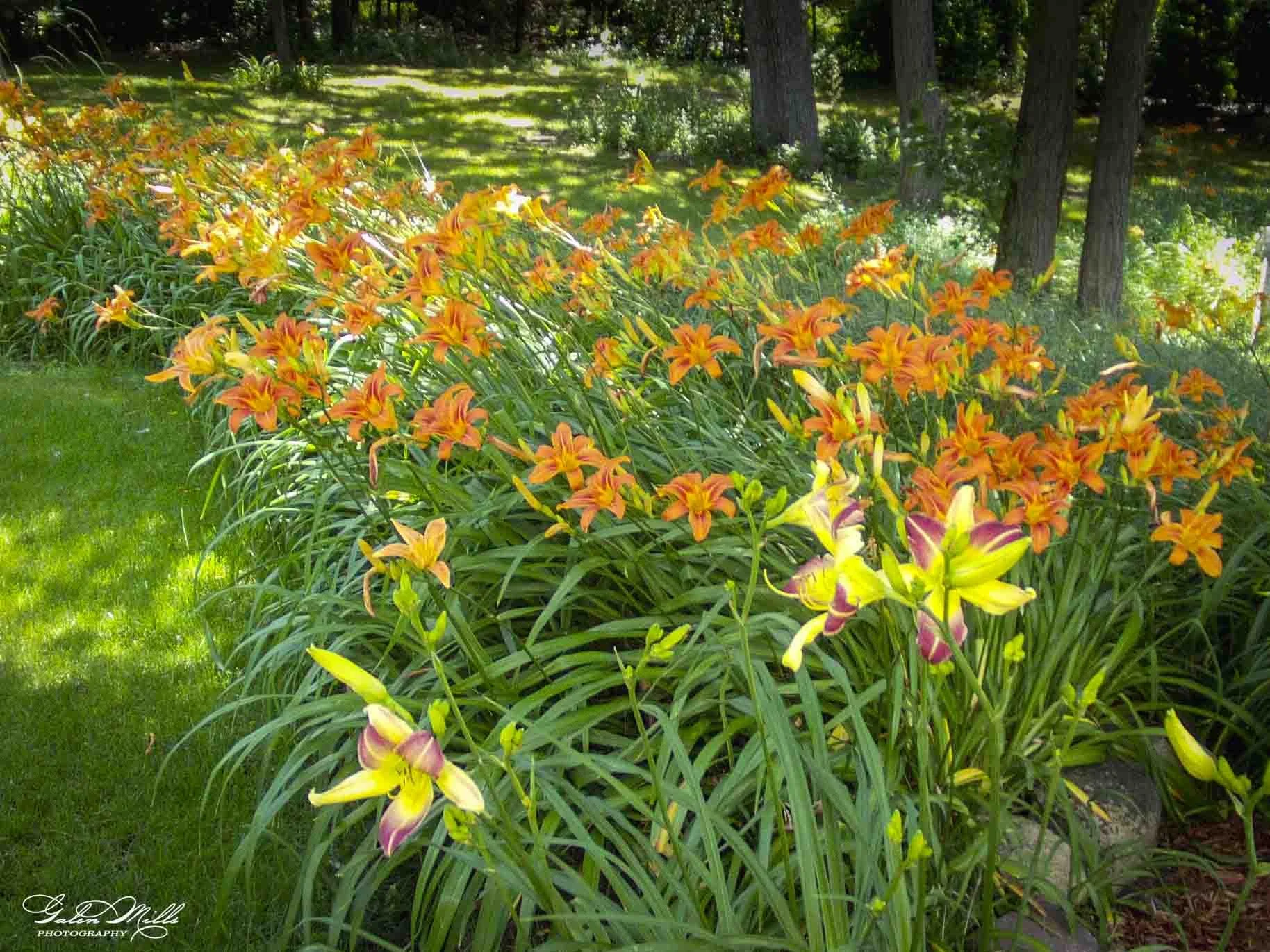 Bright orange and yellow daylilies blooming along a garden bed with green grass and trees in the background.