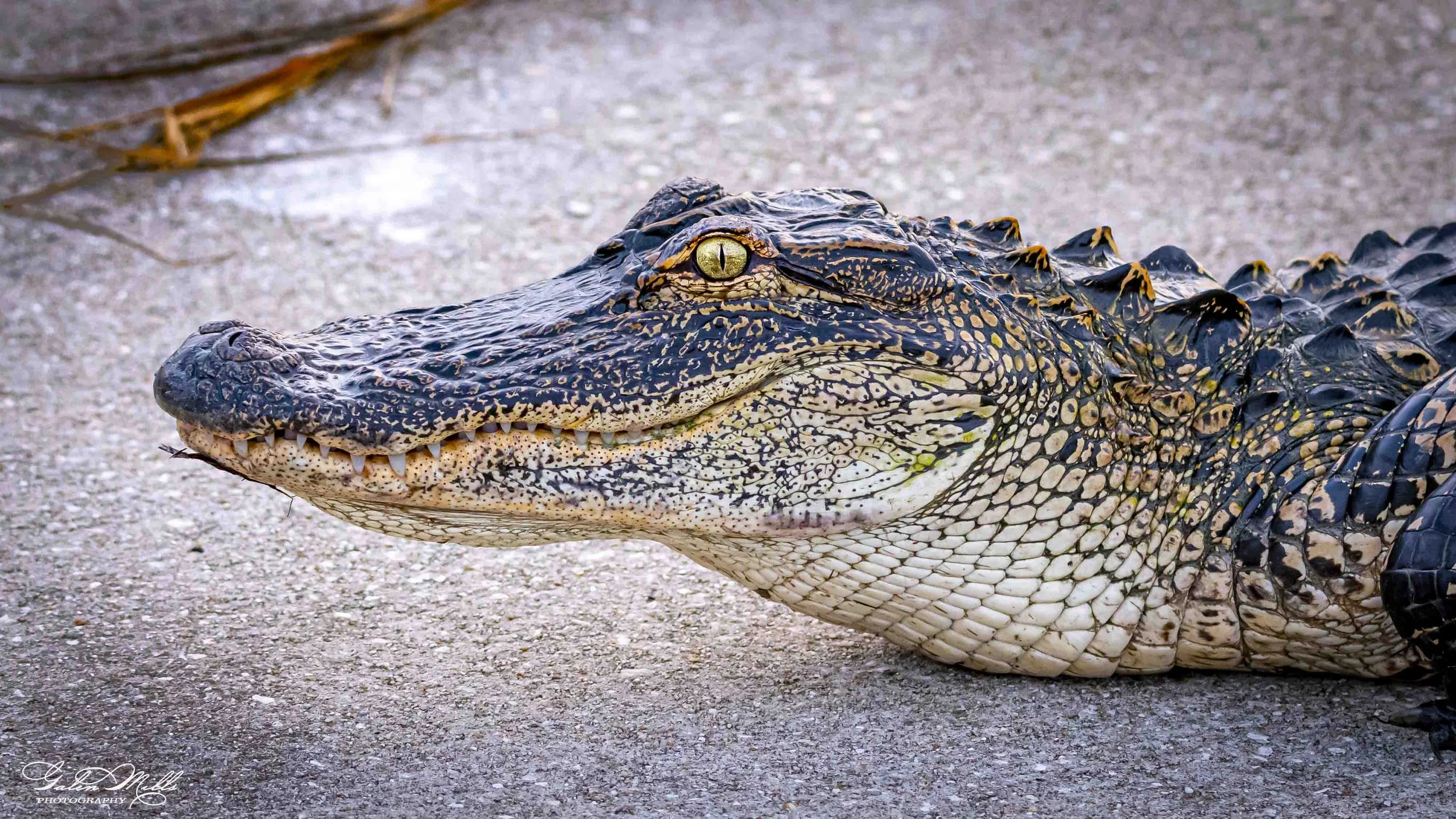 SS Wildlife a-17.jpg