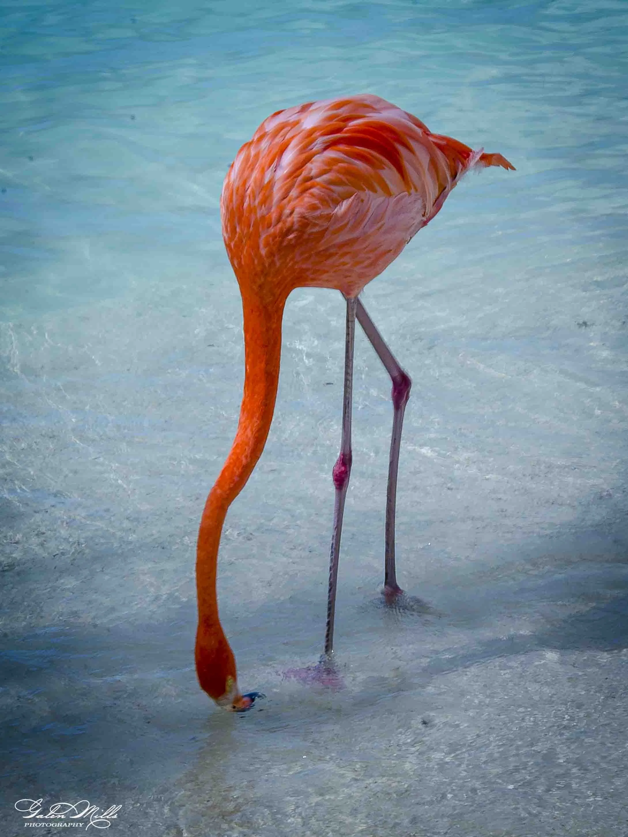 A pink flamingo standing in shallow water with its head lowered towards the water.