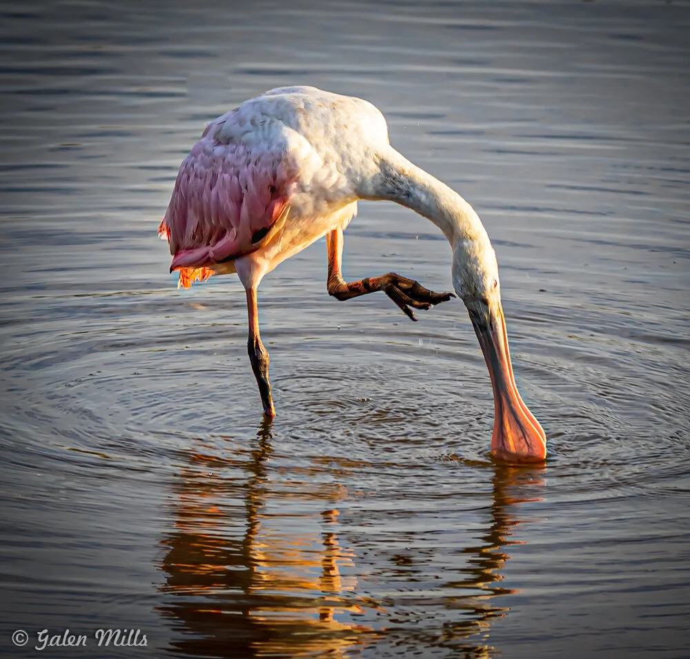 Roseate spoonbill wading in shallow water, dipping its bill.