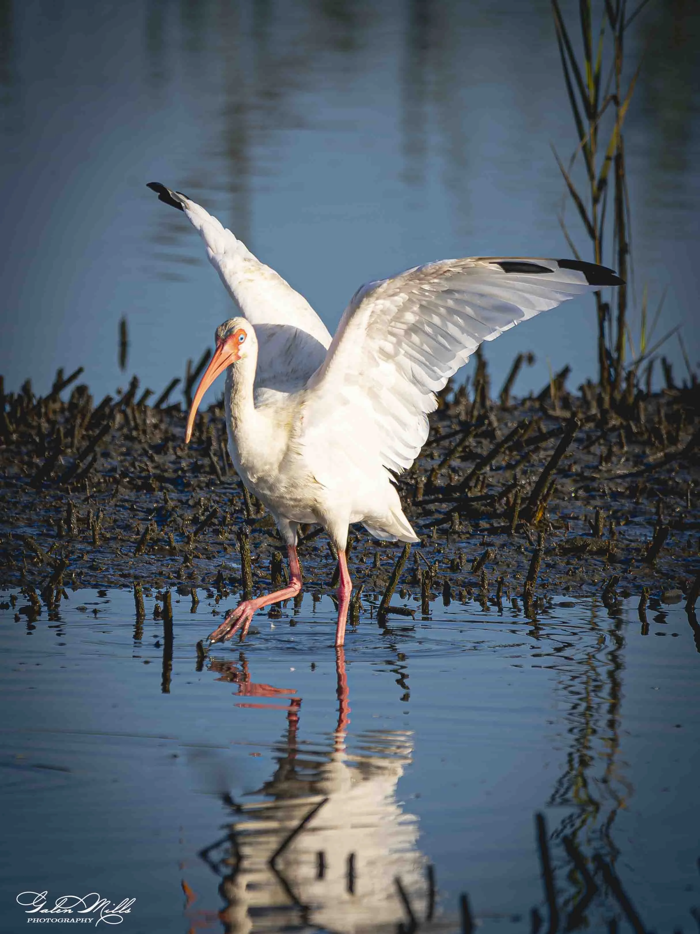 A white ibis with black wing tips and orange beak standing in shallow water near reeds, with its wings partially open and reflected in the water.