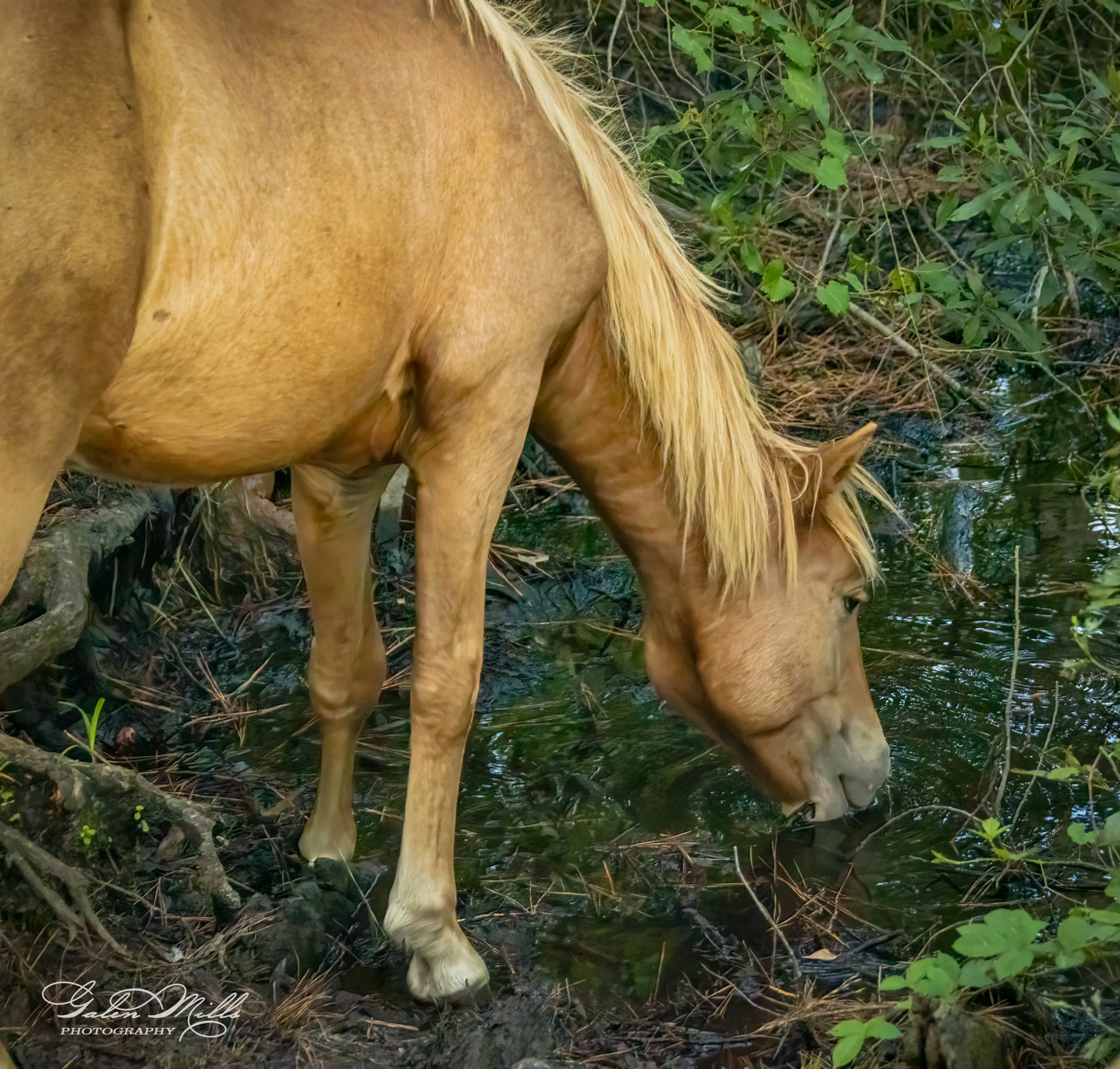 A horse drinking water from a pond surrounded by greenery.
