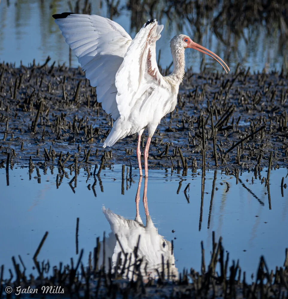 White ibis with wings spread standing in water with reflections.