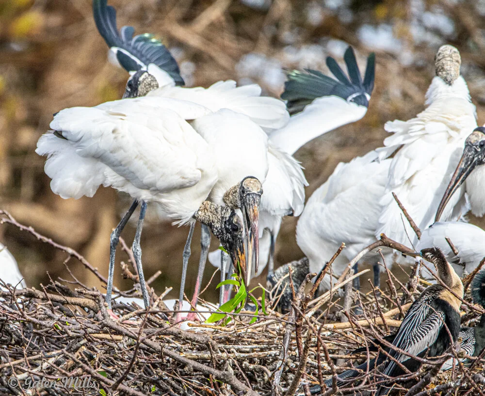 Group of wood storks building a nest with twigs and leaves.