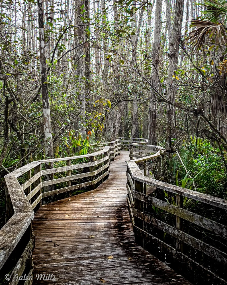 Wooden boardwalk winding through a dense forest with tall trees and green foliage in a swamp-like setting.