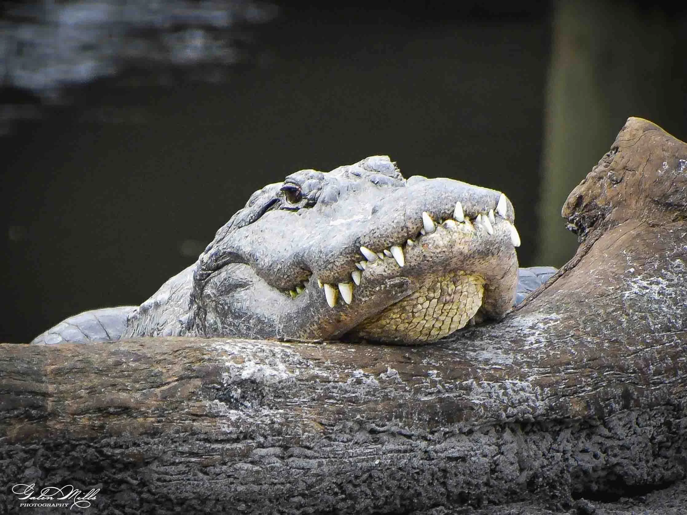 Close-up of three crocodile heads resting on rocks near water.