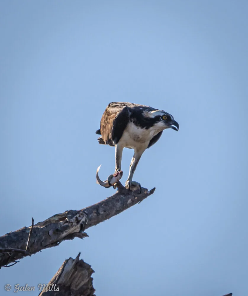 Osprey perched on a tree branch with a fish in its talons against a clear blue sky.