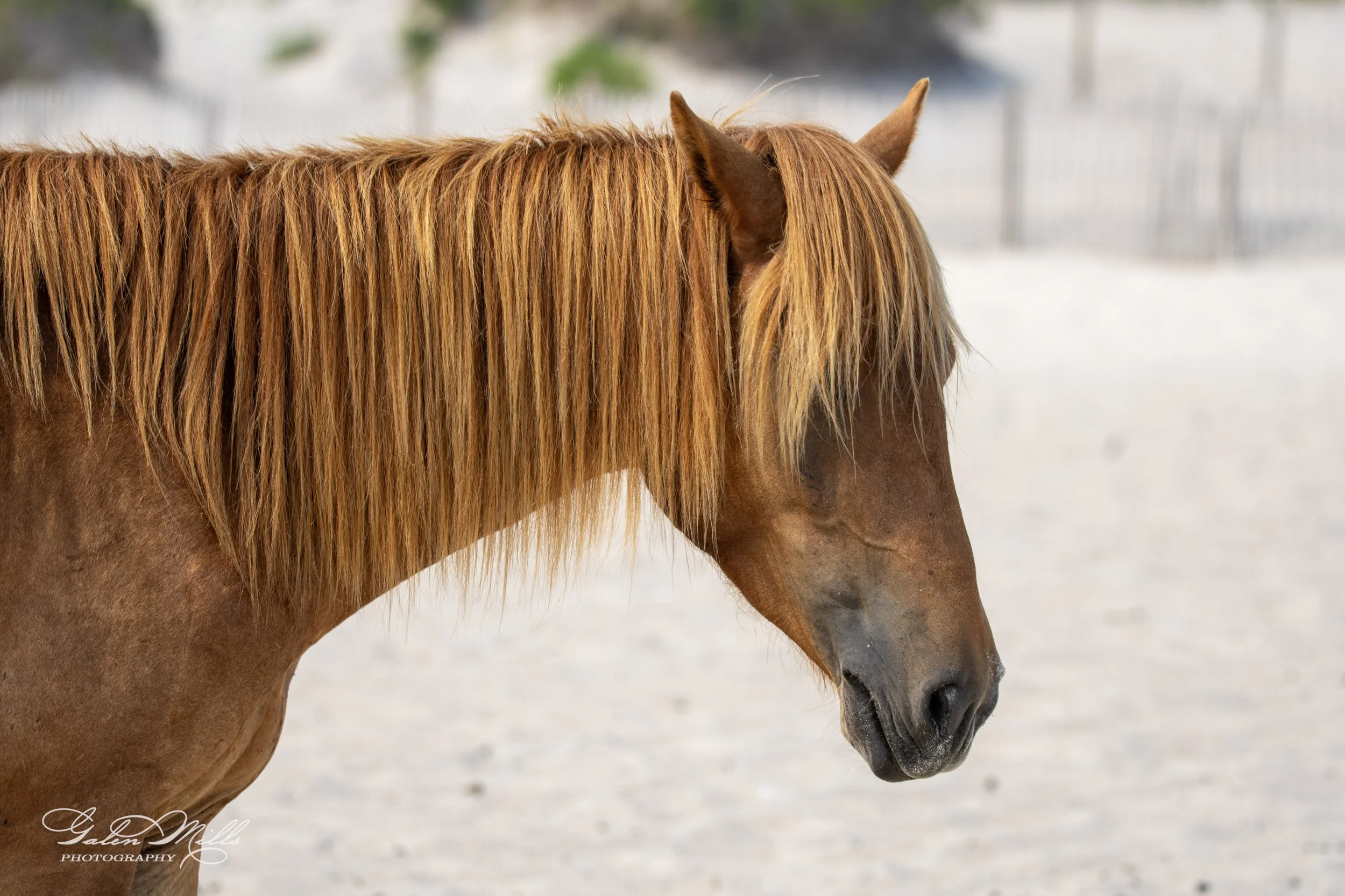 Brown horse with long mane on a sandy beach background.