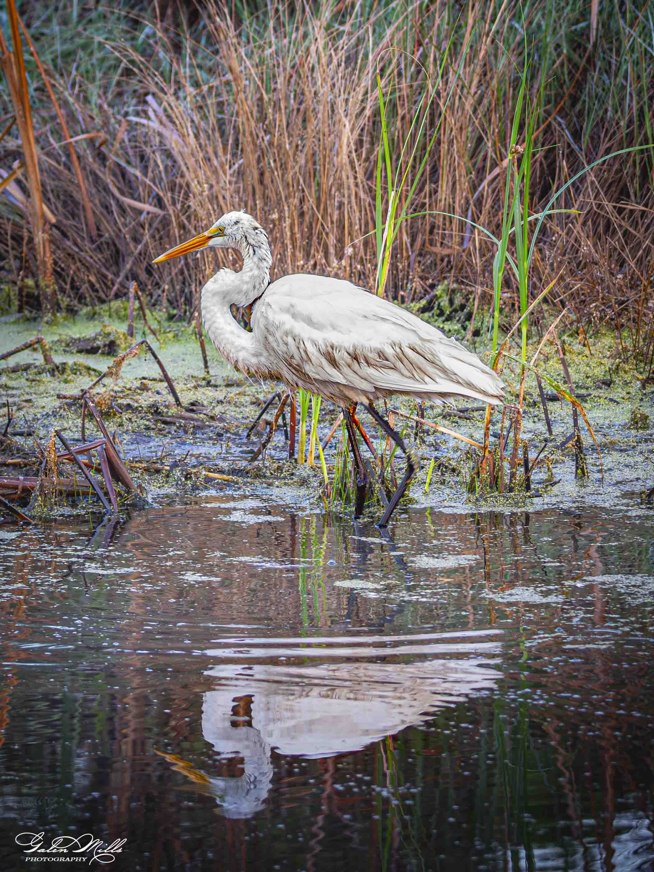 A white egret with a long orange beak standing in a marsh with tall brown and green reeds.