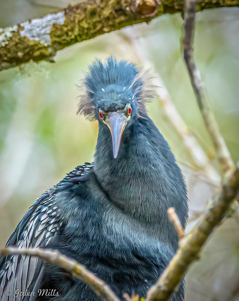 Close-up of a dark blue heron with spiky head feathers, red eyes, and a long beak, perched among tree branches.