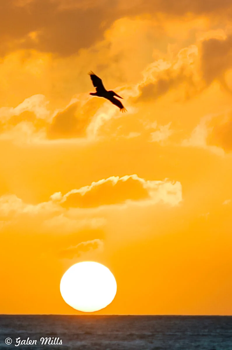 Silhouette of a bird flying against an orange sunset over the ocean.