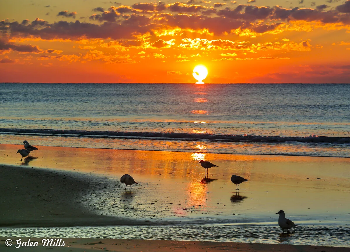 Seagulls on beach during sunrise with orange and yellow sky, ocean waves, and sandy shore."}