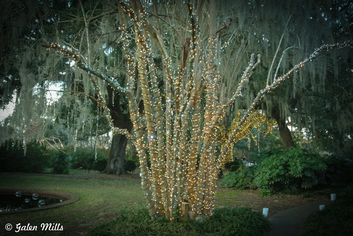 Tree wrapped in string lights in a park during twilight, surrounded by greenery and Spanish moss.