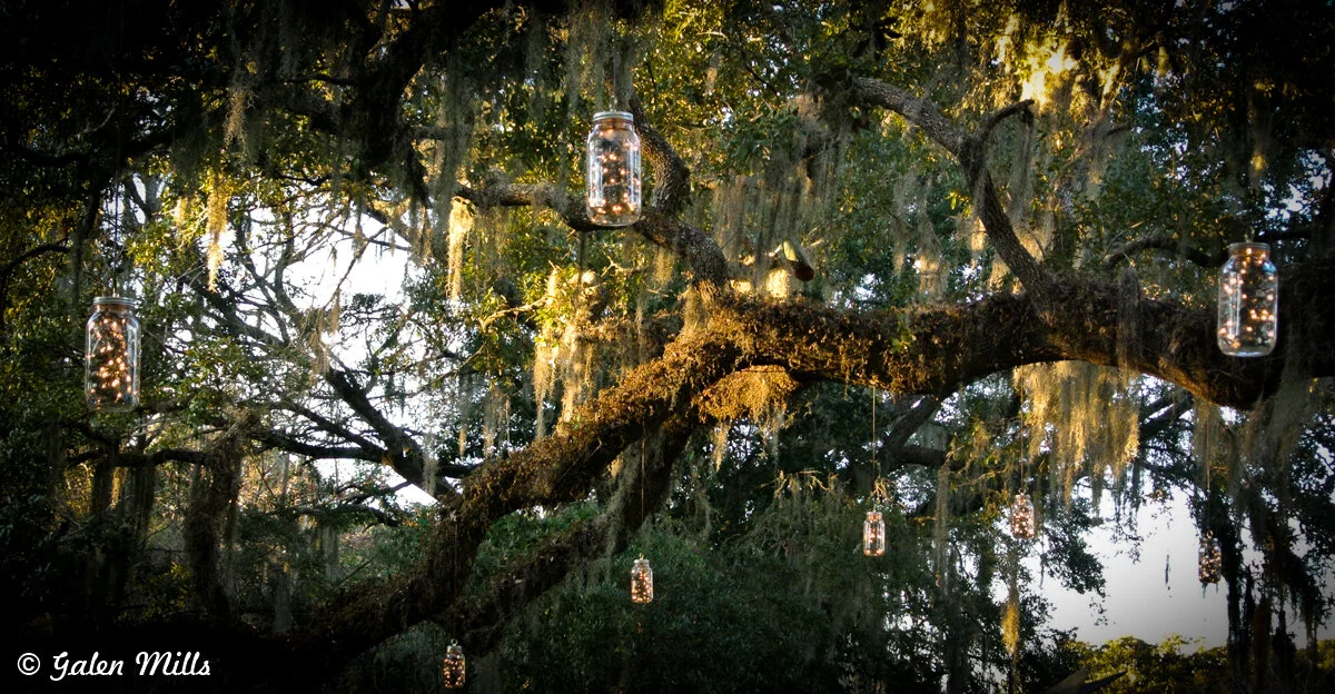 Outdoor scene with mason jars containing string lights hanging from a tree branch adorned with Spanish moss.
