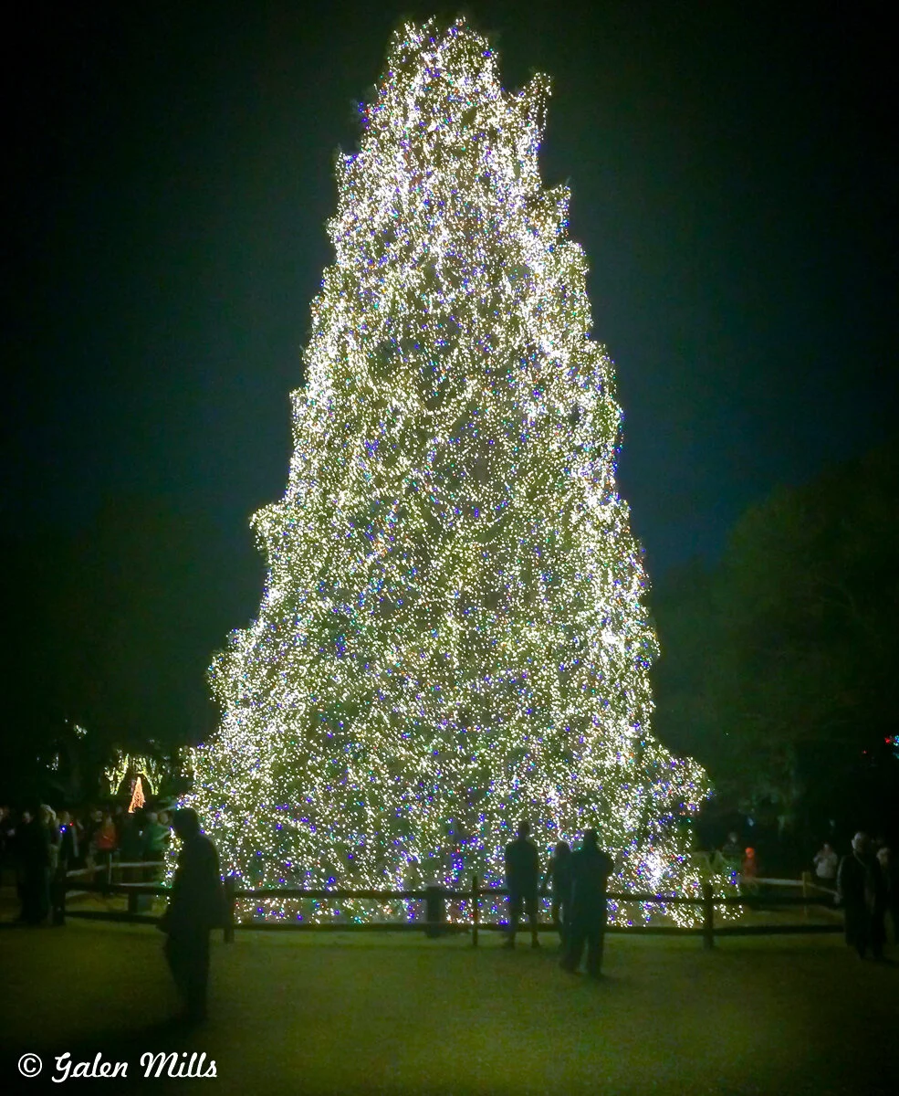 A large outdoor Christmas tree covered in bright lights at night, surrounded by people.
