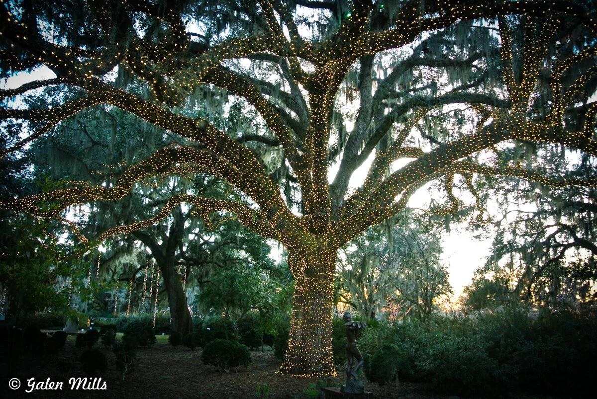 A large tree decorated with numerous small white lights in a garden setting, surrounded by lush greenery and a statue at its base. The sun is setting in the background.