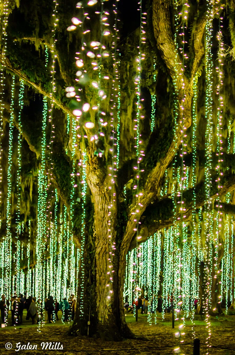 Large tree adorned with hanging lights creating a glowing forest display.