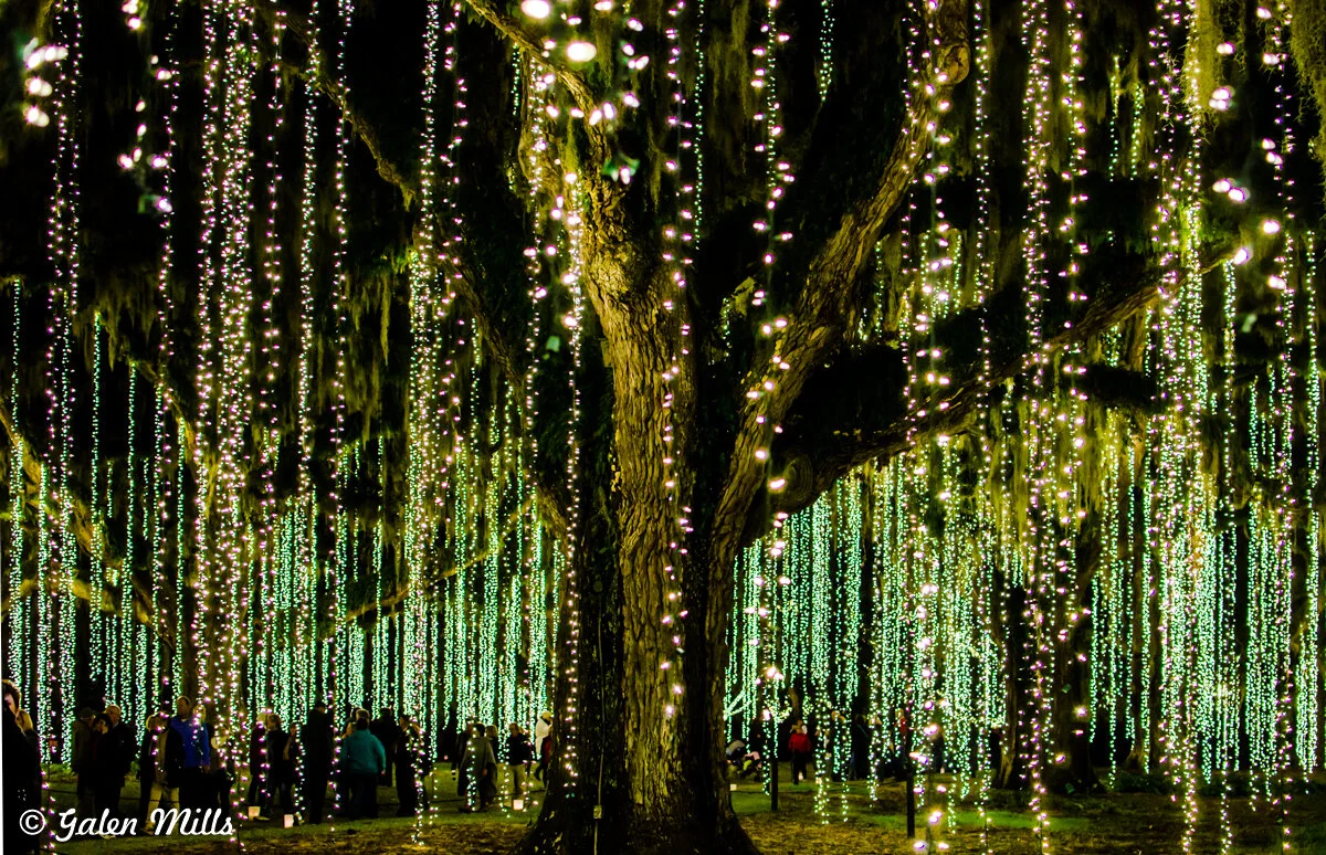 Tree adorned with hanging string lights and people underneath in a forest setting at night.