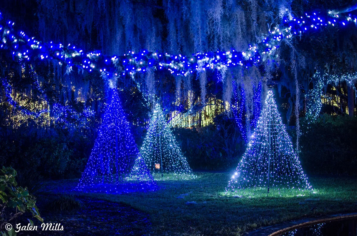 Outdoor holiday display with trees and garlands of blue and white lights at night.