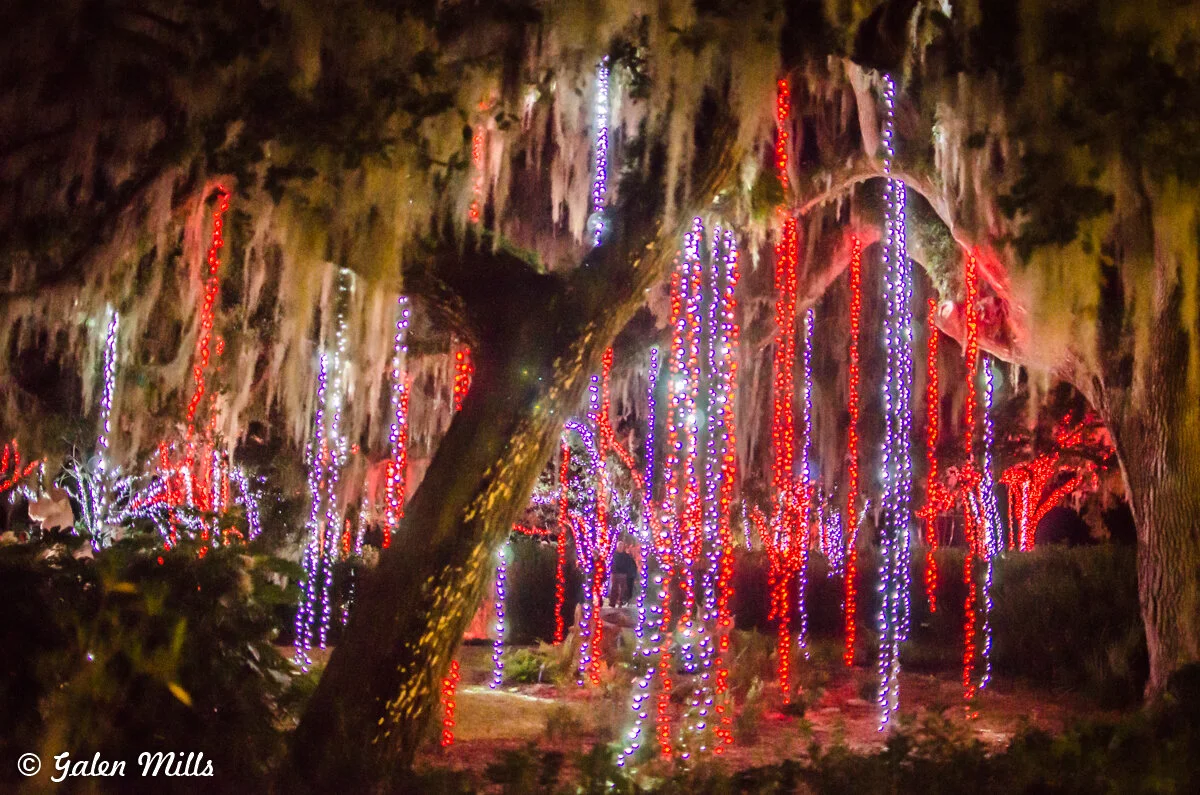 Trees decorated with red and purple string lights at night, surrounded by moss.