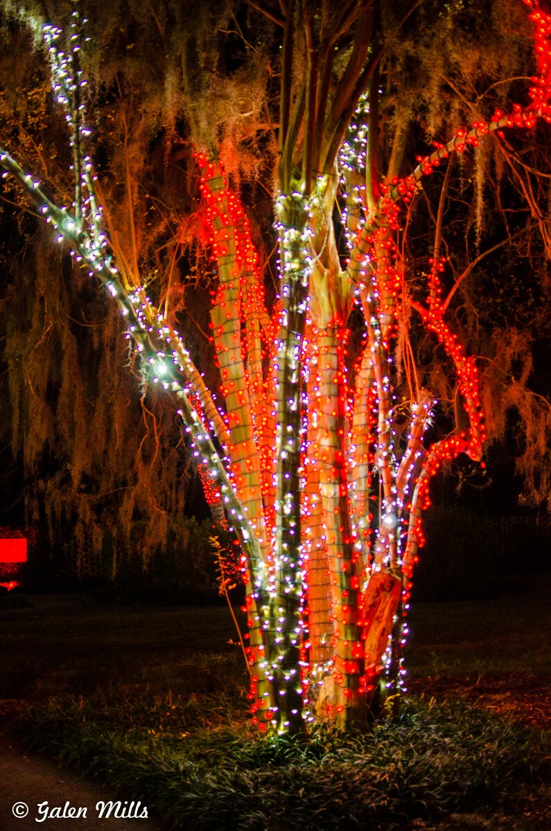 Tree decorated with red and white string lights at night.