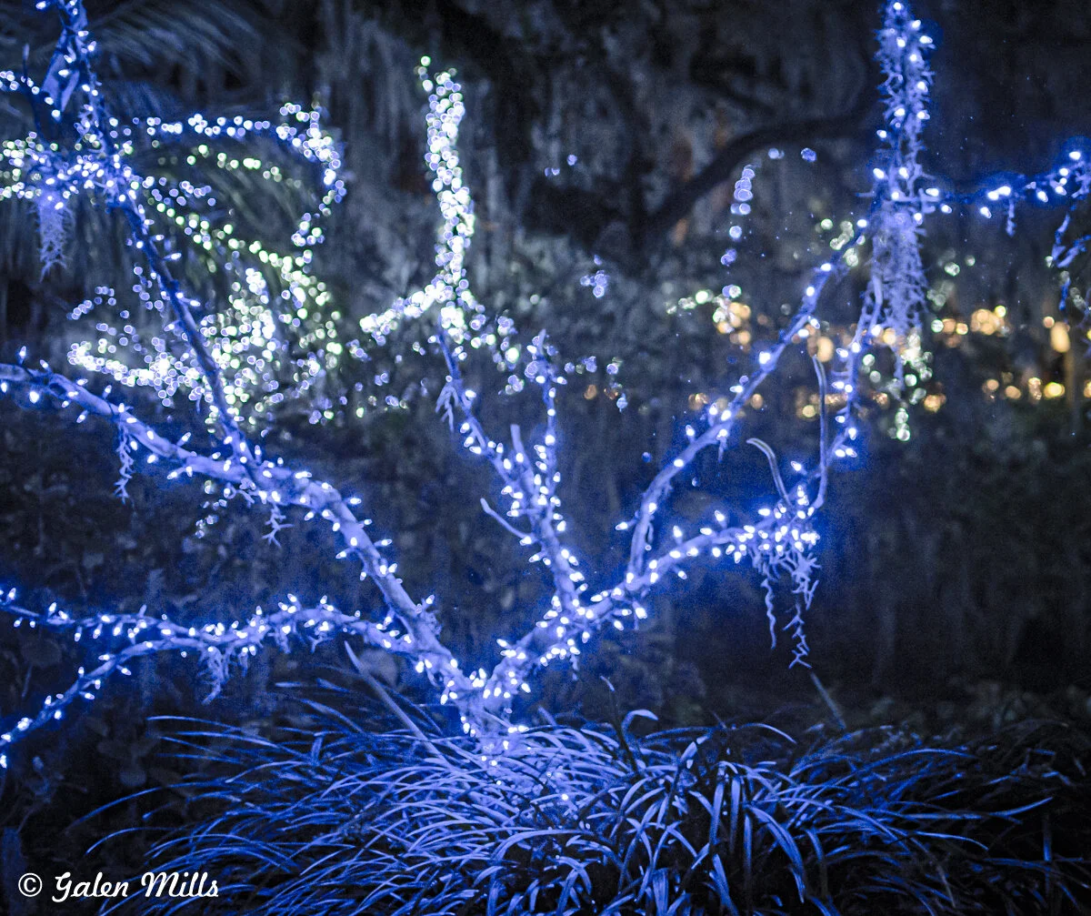 Tree branches covered in blue and white fairy lights at night, surrounded by foliage.