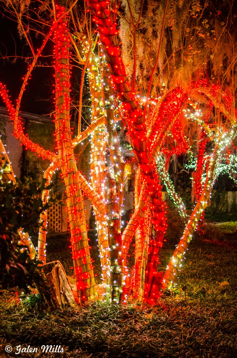 Trees wrapped in red and white holiday lights at night in a garden.