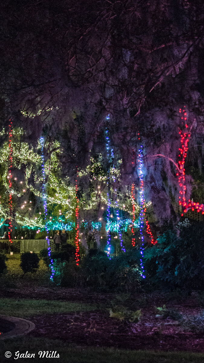 Trees decorated with colorful Christmas lights in a dark garden setting.