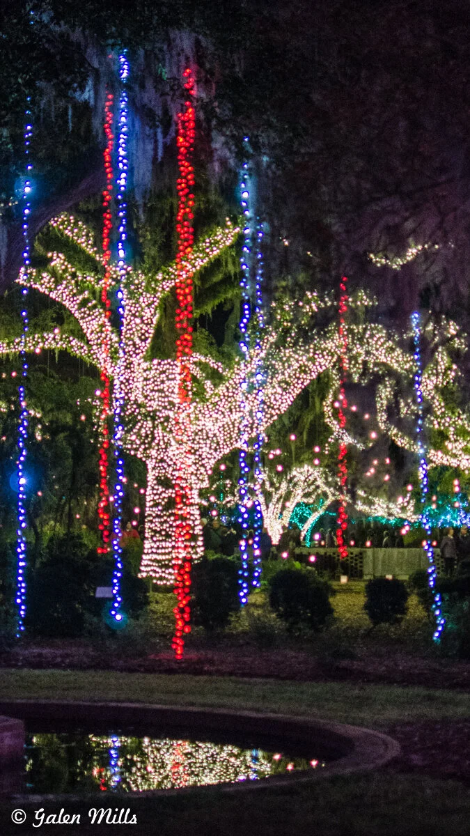 Illuminated trees with red, blue, and white Christmas lights reflecting in a pond.
