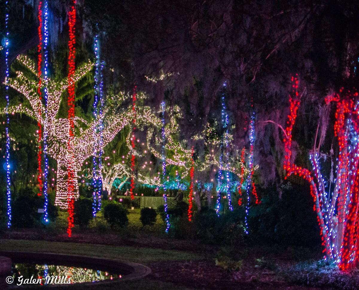 Trees decorated with colorful holiday lights at night.