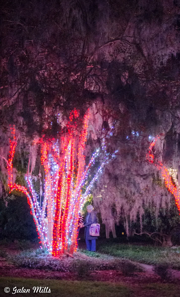 A tree adorned with red and white string lights at night, with a person standing nearby holding a bag. The background is dark and forested.