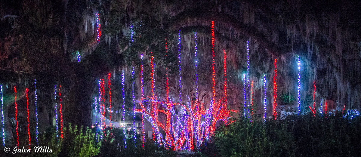 Night scene of trees decorated with red and blue Christmas lights.