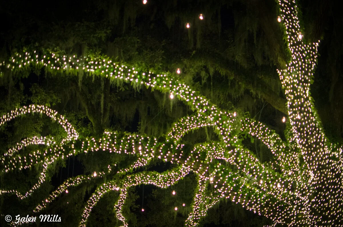 Tree branches decorated with strings of white holiday lights at night.