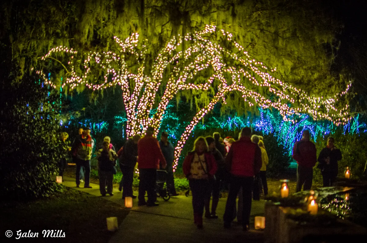 Festive outdoor scene with people walking under trees wrapped in holiday lights at night.