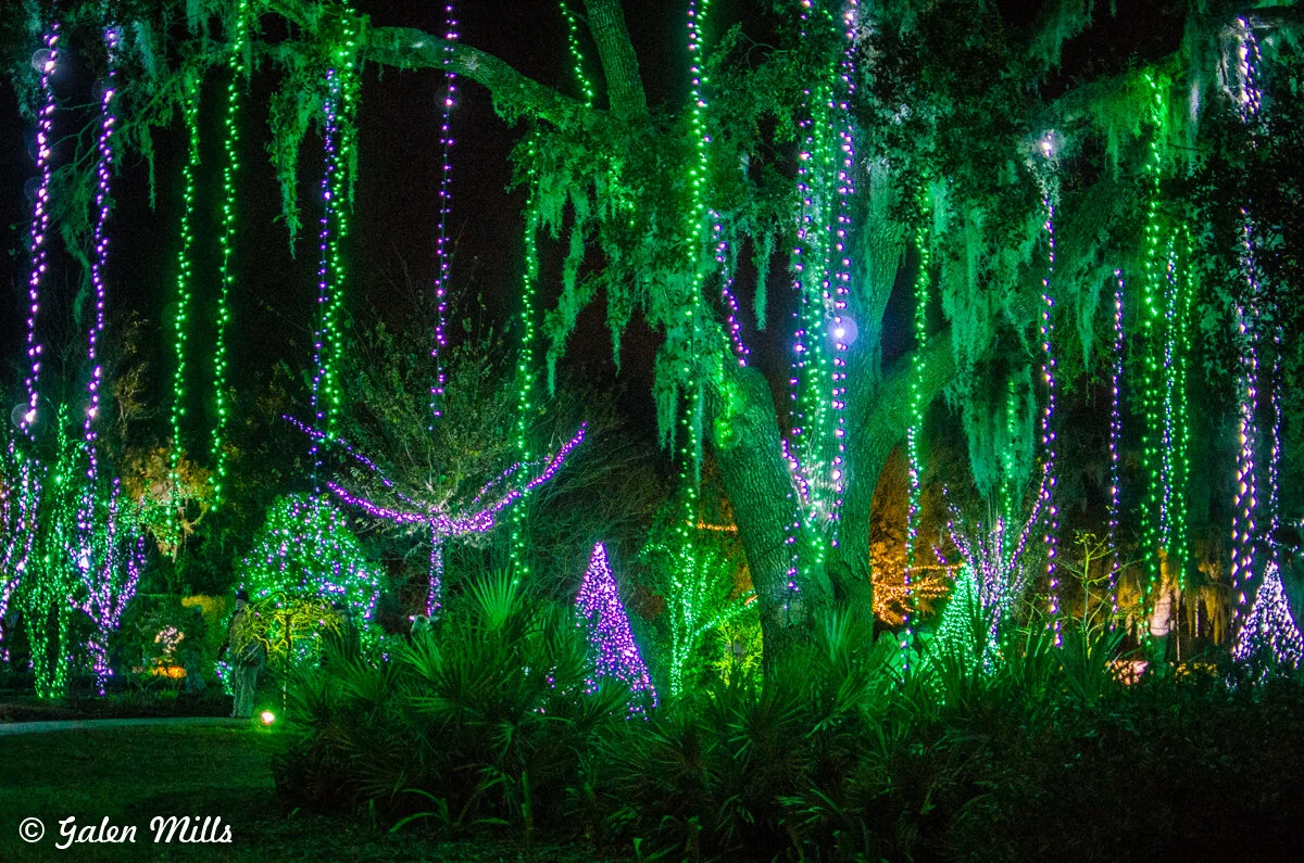 Colorful holiday lights illuminating trees and foliage at night, with green and purple lighting.