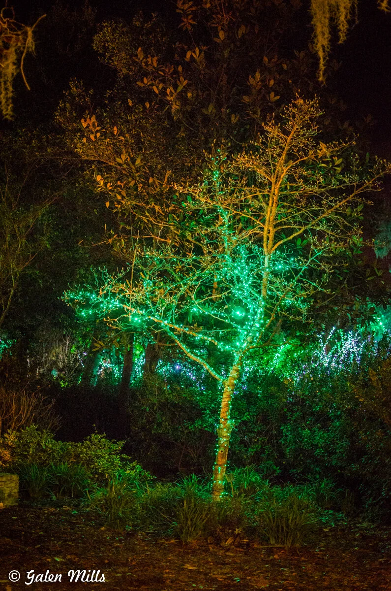 Tree adorned with green string lights in a dark, wooded setting.
