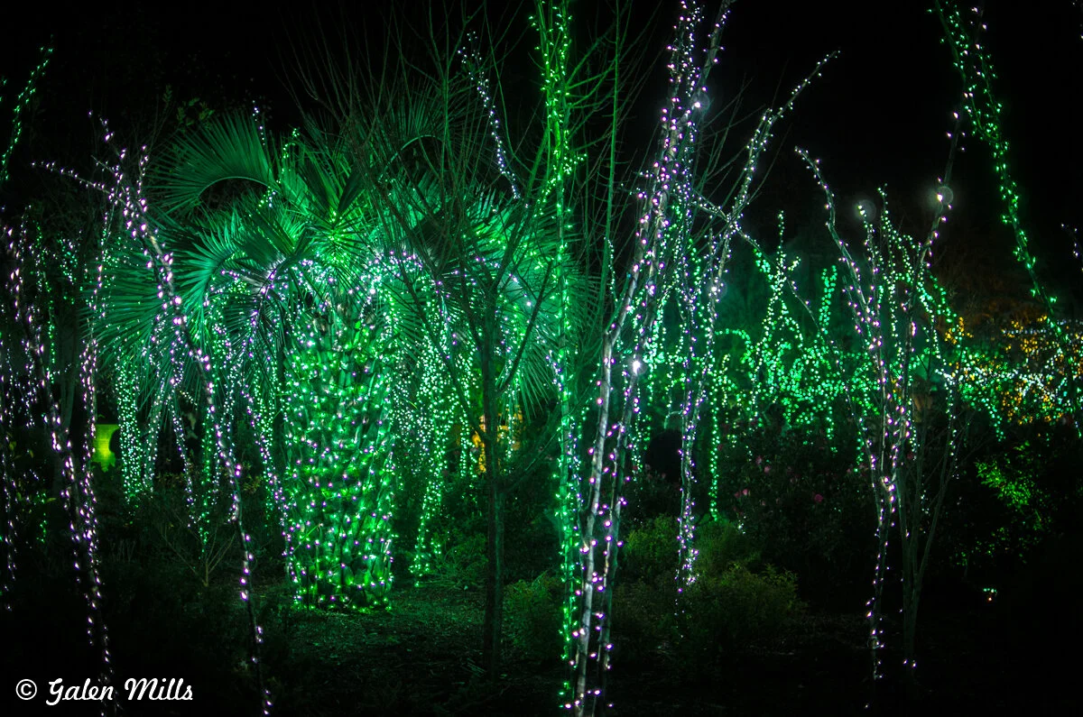 Trees and plants adorned with green and purple string lights at night, creating a vibrant and festive atmosphere.