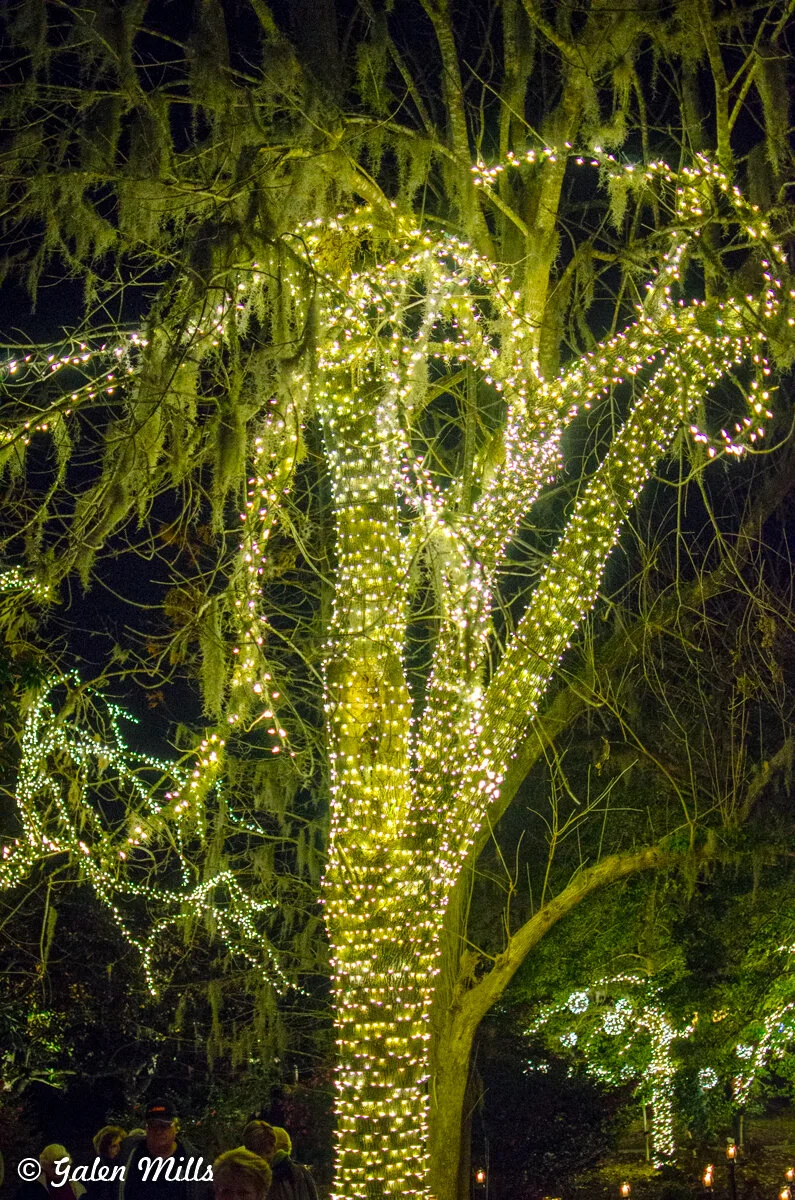 Tree wrapped in white holiday lights at night with moss hanging from branches.