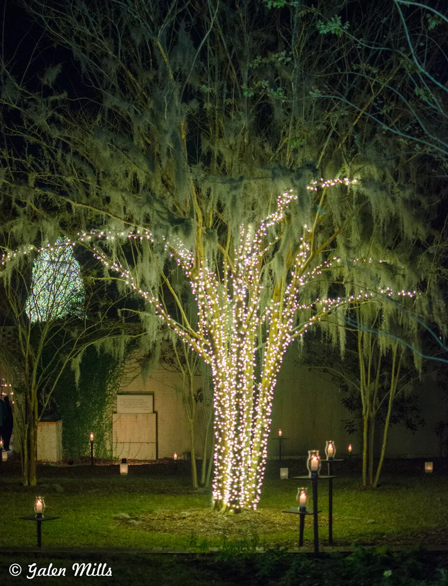 A tree wrapped in festive string lights in a garden, with candles on stands placed around it at night.